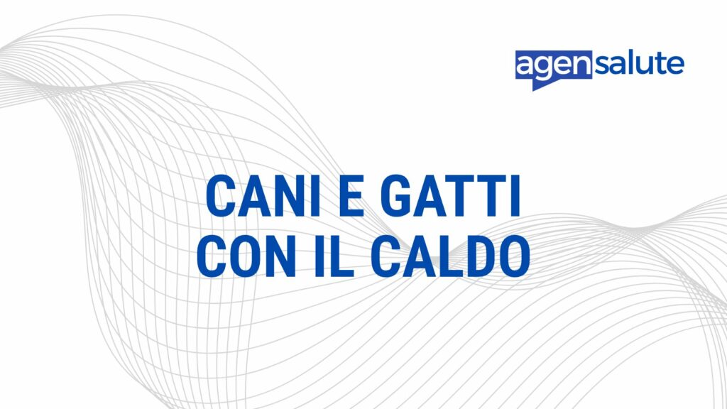 Cani e gatti con il caldo: come proteggerli, la guida di AgenSalute